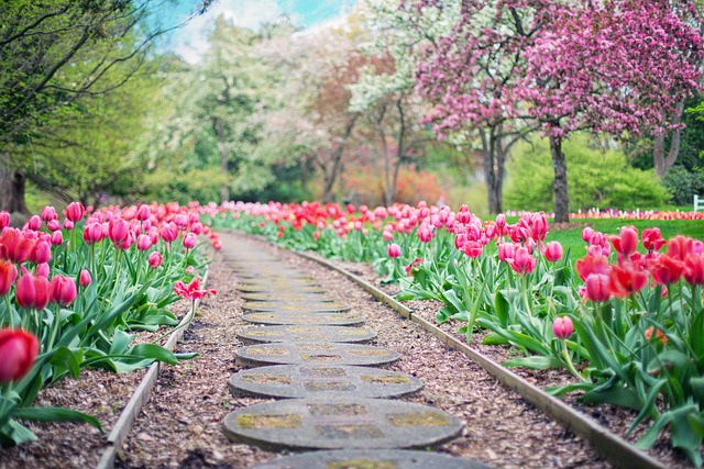 Path leading to field of pink tulips at Indianapolis Home and Garden Show