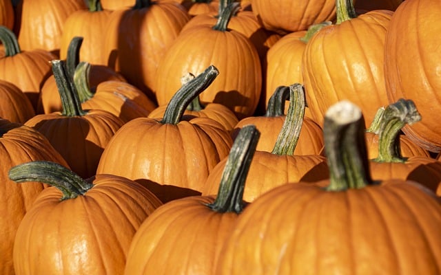 A field filled with pumpkins, perfect for Halloween events in Indianapolis