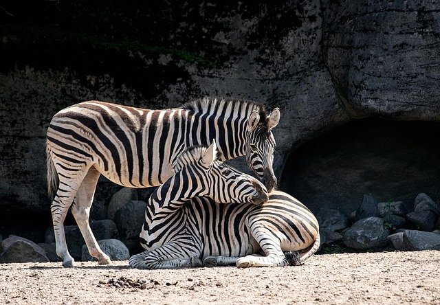 Two zebras resting together in the dirt at the zoo